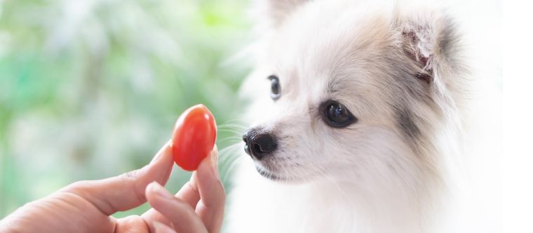 Descubre si el tomate es buen alimento para tu perro Foto: Shutterstock