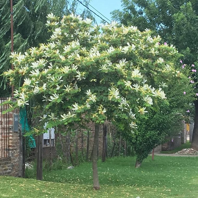 Ideal para el jardín.