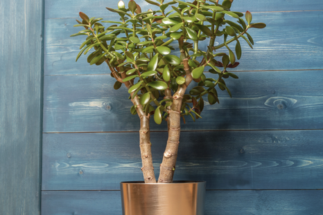 No dudes en tener esta plantas en casa. Foto: Shutterstock