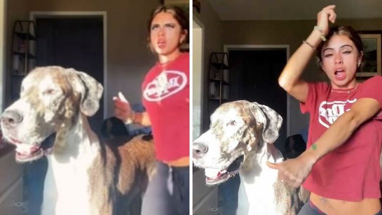 Una joven mostró a su perro y se hizo viral en TikTok. Foto: Captura del video de TikTok