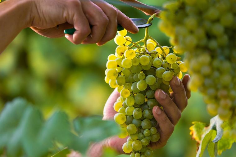 Algunas bodegas comenzaron a levantar las uvas que irán a la base de sus vinos espumosos. El adalantamiento y la calidad, dos de las características de la temporada. Foto: Shutterstock