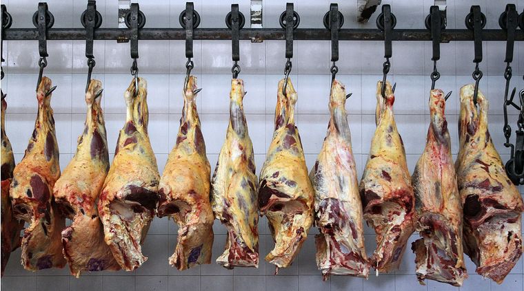 Foto: Pachy Reynoso/MDZ