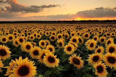 La producción de girasol alcanzó los 6,6 millones de toneladas y aportará este año cerca de US$2.000 millones en divisas al país. La producción de girasol alcanzó los 6,6 millones de toneladas y aportará este año cerca de US$2.000 millones en divisas al país.