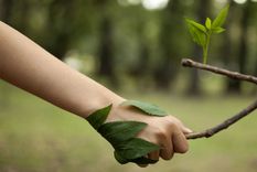 el cuidado del medioambiente muy cerca de convertirse en ley