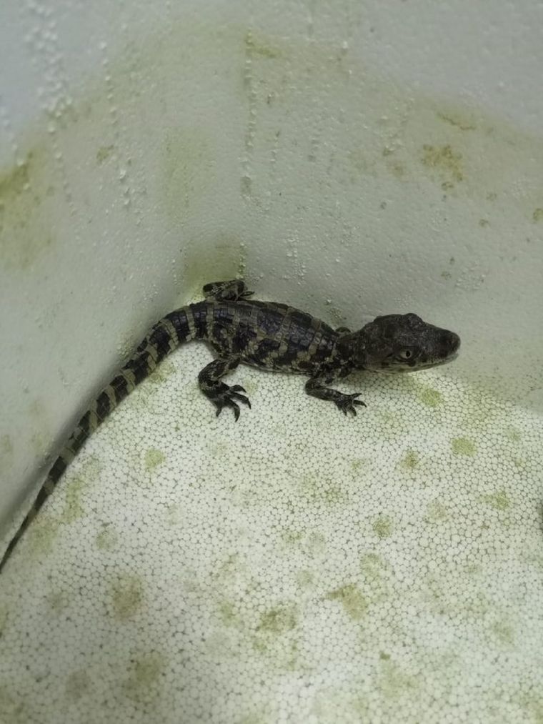 Yacaré overo rescatado en Luján de Cuyo tras un operativo conjunto. Foto: Prensa Gobierno de Mendoza