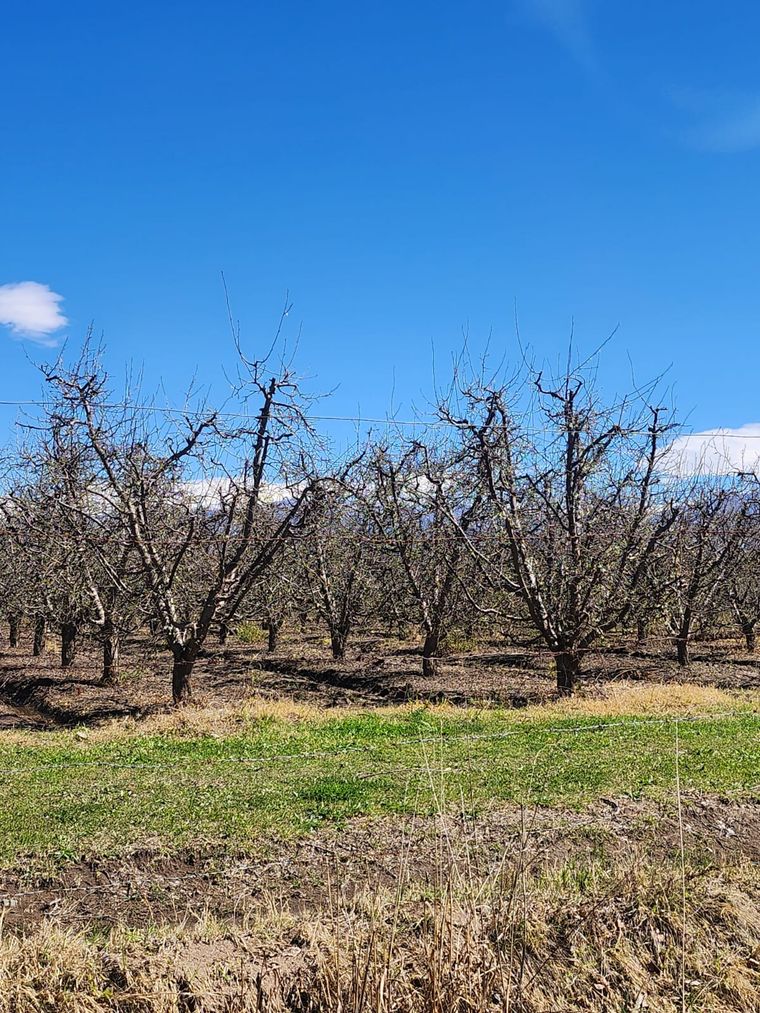 La resolución reconoce daños de hasta el 80% o más en explotaciones agrícolas de distintos departamentos mendocinos.