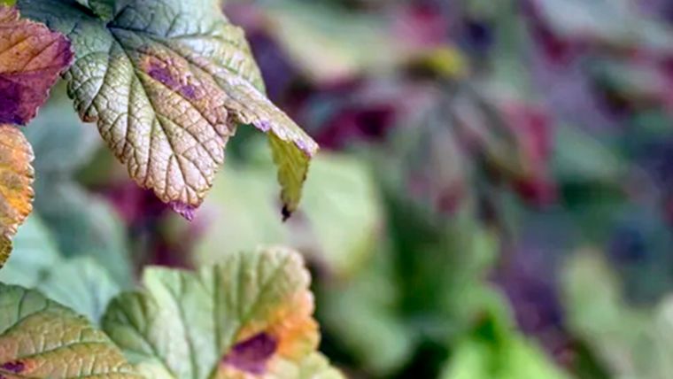 Si un árbol tiene hojas de un color rojizo o morado podría ser una señal de que las plantas tienen una deficiencia de fósforo. Foto: Andrey Maximenko