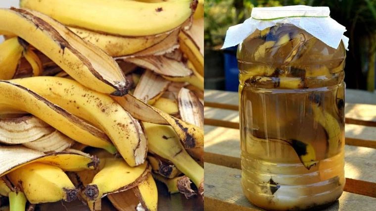 La cáscara de banana licuada se volvió un truco popular entre aficionados al jardín. Foto: Archivo