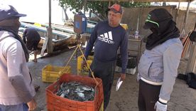 Para 2022, el valor de las exportaciones de cangrejo azul de Venezuela sumaron US$75,6 millones, según la FAO. Para 2022, el valor de las exportaciones de cangrejo azul de Venezuela sumaron US$75,6 millones, según la FAO.