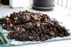 Compost No todos los residuos son recomendados Foto: Wunderstock