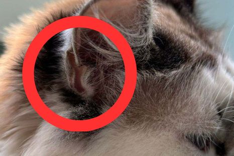 El pliegue en la oreja que genera curiosidad. El pliegue en la oreja que genera curiosidad.