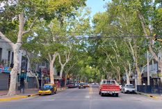 El arbolado público es patrimonio ambiental de Mendoza.