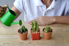 Estas plantas purifican el aire, reducen el estrés y crean un ambiente relajante. Foto: SHUTERSTOCK