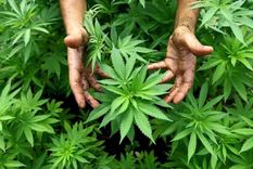 la particular vison de fiscales respecto del cannabis en mar del plata