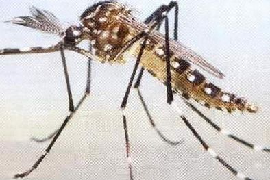 MDZol | Mosquito transmisor del dengue.