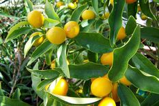 Mejora el aspecto de los árboles&nbsp; frutales de casa con un fertilizante casero.