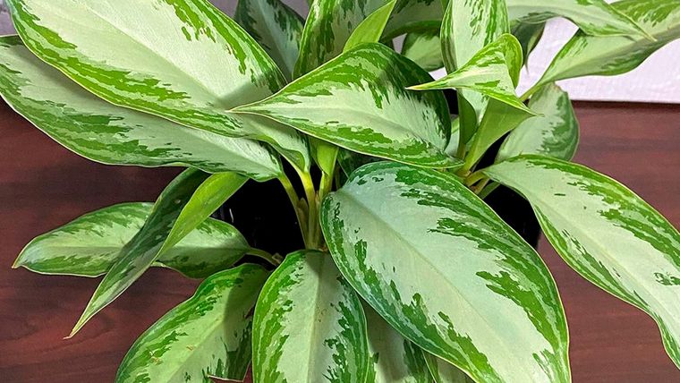 Aglaonemas, una planta de interior que requiere escaso mantenimiento y poca luz. Foto: Amazon.com