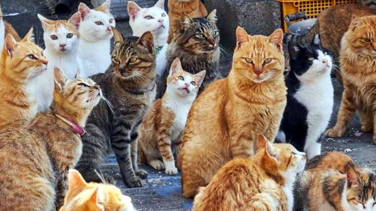 Los gatos tienen personalidades complejas. Foto: Discovery.