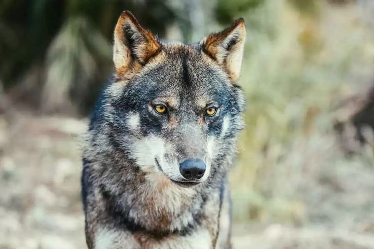Aún no definen qué pasará con el lobo Foto: Imagen ilustrativa