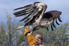 tras una compleja cirugia de mandibula liberaron a un aguila coronada en mendoza