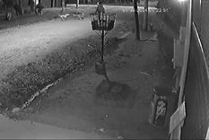 El ataque de una jauría de perros a una mujer que caminaba por la calle en Pilar quedó registrado por las cámaras de seguridad de la zona. Foto: Captura de video