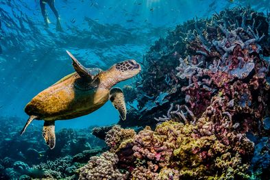 MDZol | Foto: Shutterstock