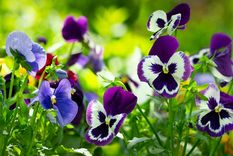 Foto: SHUTTERSTOCK