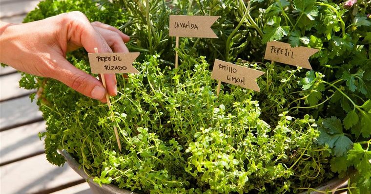 No lo pienses más y ten tu propio jardín de plantas aromáticas. Foto: Archivo