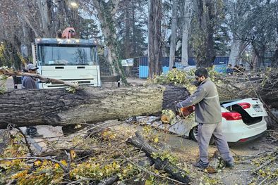 MDZol | Tras tres años en ejecución, y un fuerte viento Zonda que hizo desplomar a casi 600 árboles, Ambiente dará a conocer el censo de arbolado público. Foto: Luján de Cuyo