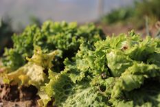 El 53 % de la producción mundial de lechuga procede de China. Foto: Pixabay