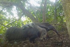 En el año 2007 comenzó la reintroducción de los osos hormigueros gigantes en Parque Iberá y por primera vez se dio el nacimiento de crías mellizas de esta especie en el país. Foto: Instagram @fundacion rewilding
