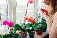 Con este remedio casero las orquídeas estarán sanas y crecerán más fuertes Foto: Shutterstock