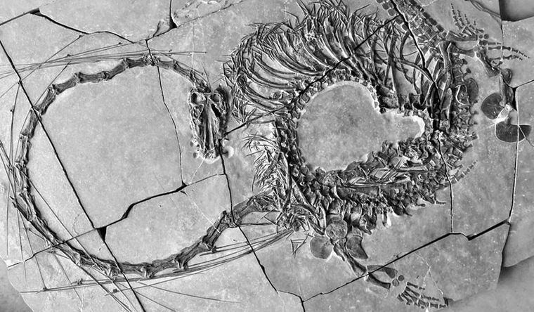 Imagen del Dinocephalosaurus orientalis provista por la agencia Dpa. Foto: Dpa.