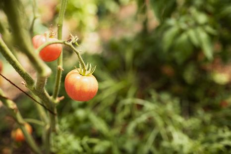 tomates Paso a paso para cultivar tomates. Foto: Fuente: Freepik