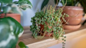 peperomia Una planta con muchos beneficios. Foto: Fuente: Shutterstock