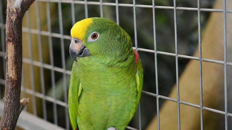 El loro era de la víctima y comenzó a gritar una terrible frase cuando la policía llegó al lugar