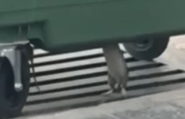 Ratatouille menduco Una captura de la escena frente a Agua y Saneamiento Mendoza.