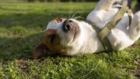 La orina de perro concentra nitrógeno y puede quemar el césped. Foto: Archivo La orina de perro concentra nitrógeno y puede quemar el césped. Foto: Archivo