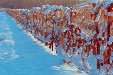 conozca el vino del hielo canadiense