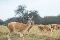 Tras la polémica por el consumo de la carne de burro, ahora se planteó el consumo de la carne de guanaco.