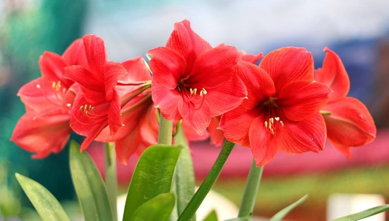 La planta que llenará el jardín de flores todo el año y es fácil de cuidar Foto: Archivo