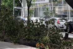 A dos semanas del feroz viento Zonda, los trabajos de limpieza continúan y se prevé que lo hagan en los próximos días. Foto: ALF PONCE MERCADO / MDZ