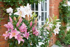 Jardín Cuidados de la azucena Foto: Shutterstock