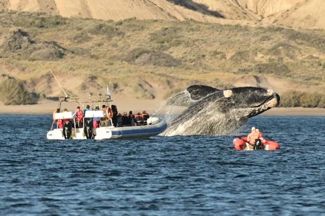 En Puerto Madryn uno puede embarcarse para navegar cerca de las ballenas francas que llegan hasta esta zona. Foto: Turismo Puerto Madryn