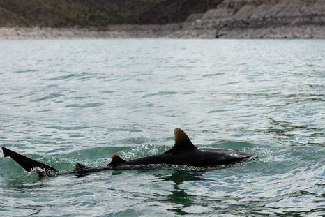 Sin tiburones a la vista, pero con una crisis formidable. Sin tiburones a la vista, pero con una crisis formidable.