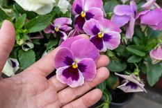 Esta flor es una de las más elegidas para colocar en la terraza.