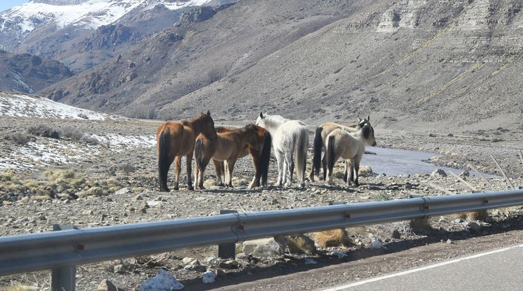 La encefalitis equina se transmite por la picadura de un mosquito Foto: Rodrigo DAngelo / MDZ