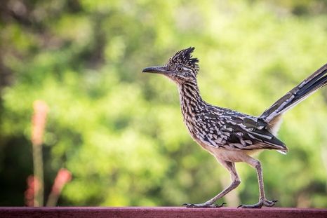 La verdad, en la vida real: un coyote persigue a un correcaminos