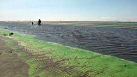 Las cianobacterias son fruto de las altas temperaturas y la sequía que reina en la región Foto: Télam Las cianobacterias son fruto de las altas temperaturas y la sequía que reina en la región Foto: Télam