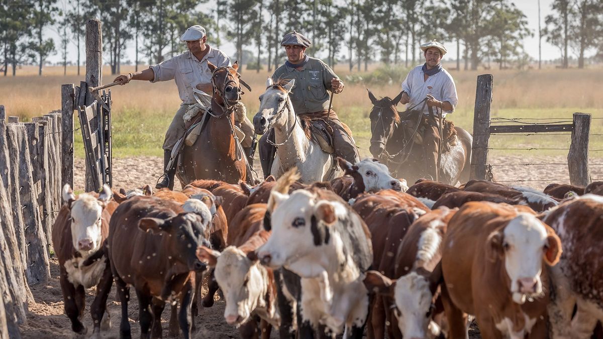 El ganado entra en pausa tras meses de subas y ajuste de precios
